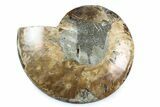Cut & Polished Ammonite Fossil (Half) - Madagascar #364929-1